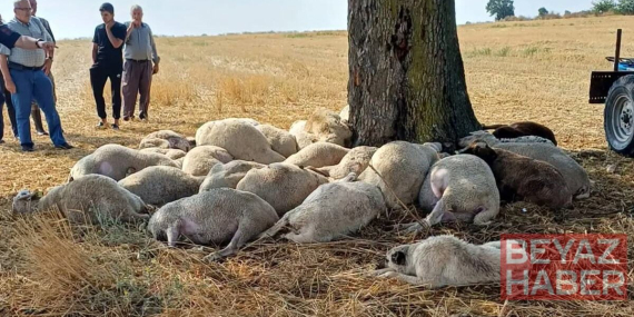 Yağmurdan sığındıkları ağaca yıldırım düştü, 30 koyun telef oldu
