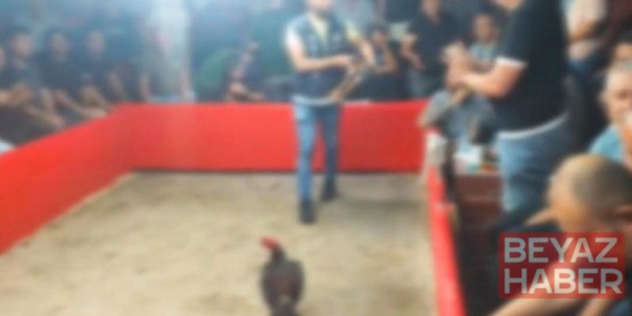 Hayvanları Koruma Derneği kurup horoz dövüştürdüler: 110 kişiye 1,2 milyon lira ceza