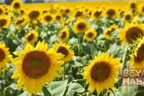 Yağlık ayçiçeği tohumu ve ham ayçiçeği yağı için tarife kontenjanı açıldı