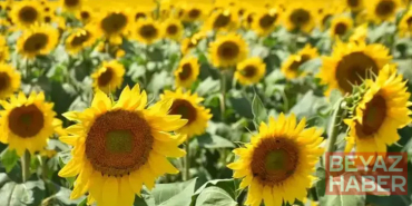 Yağlık ayçiçeği tohumu ve ham ayçiçeği yağı için tarife kontenjanı açıldı