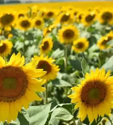 Yağlık ayçiçeği tohumu ve ham ayçiçeği yağı için tarife kontenjanı açıldı