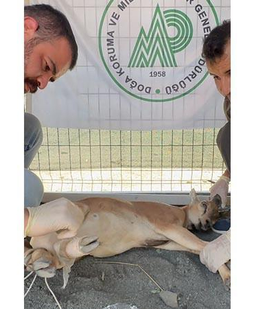 Koruma altındaki yaban keçisini yaralayan avcıya 1,2 milyon lira ceza