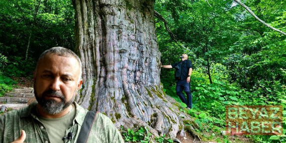 Prof. Dr. Aksoy: Karadeniz’in binlerce yıllık porsuk ağaçları tehlike altında