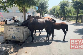 İstanbul’da başıboş atlar tehlikeye davetiye çıkarıyor