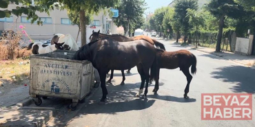 İstanbul’da başıboş atlar tehlikeye davetiye çıkarıyor