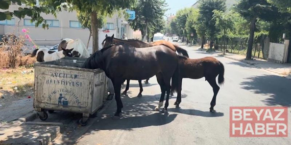 İstanbul’da başıboş atlar tehlikeye davetiye çıkarıyor