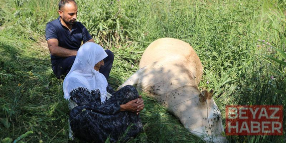 Uçuruma düşen inekleri ölen 7 çocuklu aileye, 2 inek ve 2 buzağı hibe edildi