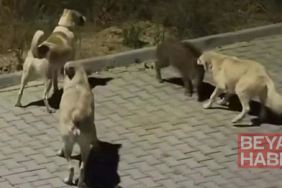 Kuşadası’nda başıboş köpekler yavru yaban domuzuna saldırdı; o anlar kamerada