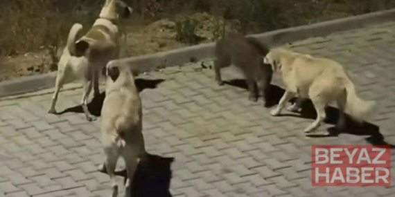 Kuşadası’nda başıboş köpekler yavru yaban domuzuna saldırdı; o anlar kamerada