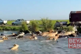 Adacıkta mahsur kalan inekler yüzdürülerek tahliye edildi; o anlar kamerada