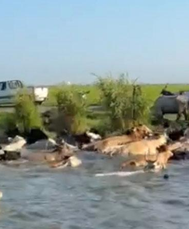 Adacıkta mahsur kalan inekler yüzdürülerek tahliye edildi; o anlar kamerada