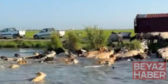 Adacıkta mahsur kalan inekler yüzdürülerek tahliye edildi; o anlar kamerada