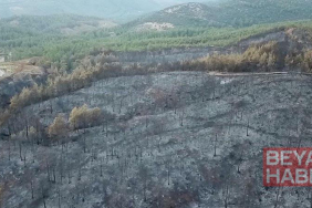 Muğla’daki yangınlarda 5 bin hektardan fazla alan zarar gördü