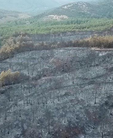 Muğla’daki yangınlarda 5 bin hektardan fazla alan zarar gördü