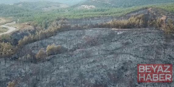 Muğla’daki yangınlarda 5 bin hektardan fazla alan zarar gördü