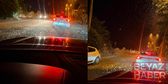 Sakarya'da milyonlarca kelebeğin ölüm dansı