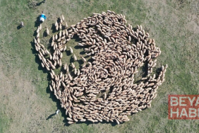 Hayvan varlığı 400 bini aşan TİGEM'den damızlık desteği