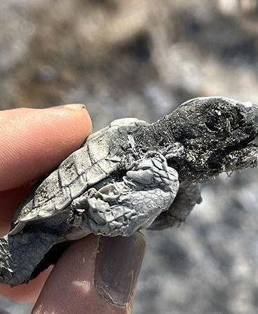 Kumsalda yakılan ateş, denize ulaşmaya çalışan yavru carettanın ölümüne neden oldu