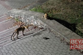 Parkta tilki, kedi ve kirpinin karşılaşması kamerada