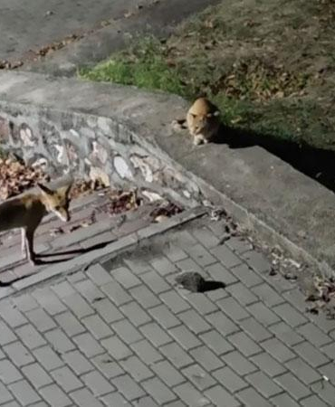 Parkta tilki, kedi ve kirpinin karşılaşması kamerada