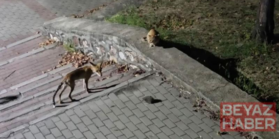 Parkta tilki, kedi ve kirpinin karşılaşması kamerada