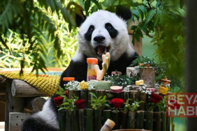 Çin’de dev panda Xing Mei’nin 15’inci doğum günü kutlandı