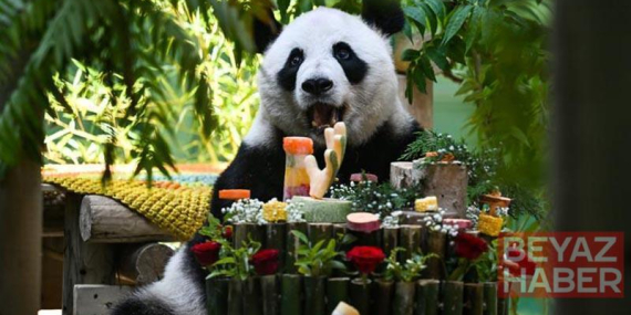 Çin’de dev panda Xing Mei’nin 15’inci doğum günü kutlandı