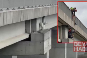 Kuzey Marmara Otoyolu’nda viyadükte keçiye kurtarma operasyonu