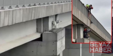 Kuzey Marmara Otoyolu’nda viyadükte keçiye kurtarma operasyonu