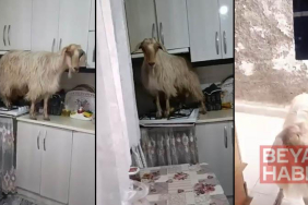 Mutfağa giren keçi tezgahın üzerine çıktı