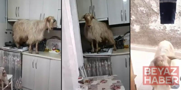 Mutfağa giren keçi tezgahın üzerine çıktı