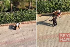 Ağızlıksız gezdirilen pitbull, kediyi öldürdü; sahibi,