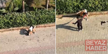 Ağızlıksız gezdirilen pitbull, kediyi öldürdü; sahibi,