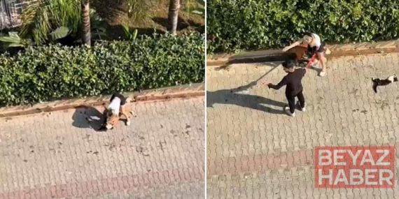 Ağızlıksız gezdirilen pitbull, kediyi öldürdü; sahibi,