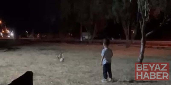 Tilki, topu alıp kaçtı; o anlar kamerada