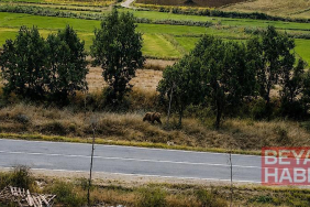 Belediye başkanından vatandaşlara ‘bozayı’ uyarısı