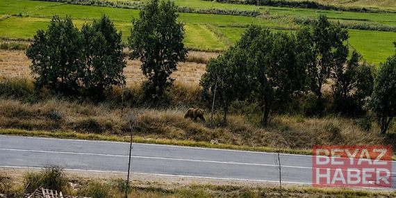 Belediye başkanından vatandaşlara ‘bozayı’ uyarısı