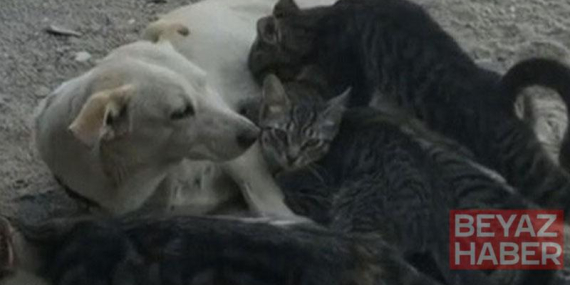 Köpek, kedi yavrularını emzirirken görüntülendi