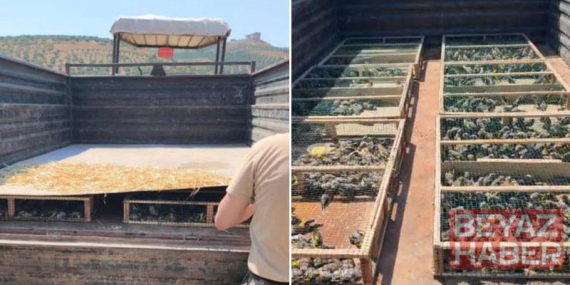Traktörün römorkunda 2 bin 114 saka ele geçirildi; sürücüye 19,8 milyon TL ceza kesildi