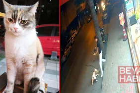 Bağcılar’da dobermanın saldırdığı kedi ‘Bambi’ öldü: