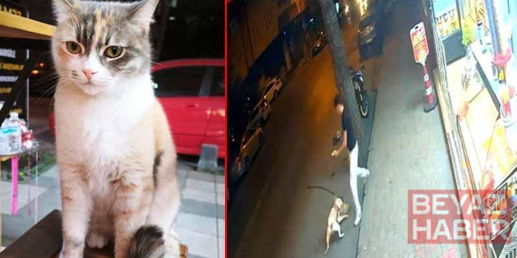 Bağcılar’da dobermanın saldırdığı kedi ‘Bambi’ öldü: