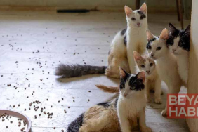 ‘Çöp ev’ ihbarın giden ekipler adreste 100 kedi buldu