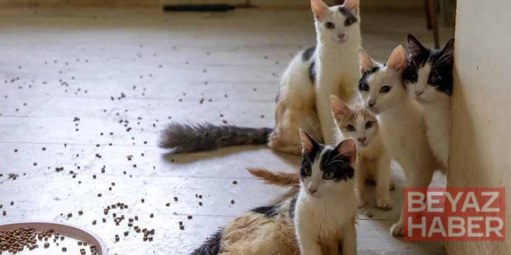 ‘Çöp ev’ ihbarın giden ekipler adreste 100 kedi buldu
