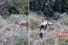 Tarlasına kurduğu fotokapanla yaban hayatını görüntüledi