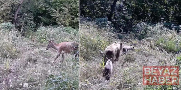 Tarlasına kurduğu fotokapanla yaban hayatını görüntüledi