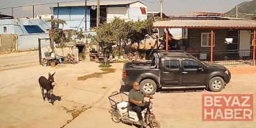 Muhtar, üzüm sergilerine zarar verdiği için yakalamaya çalıştığı eşek tarafından ısırıldı
