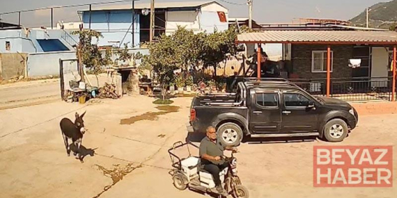 Muhtar, üzüm sergilerine zarar verdiği için yakalamaya çalıştığı eşek tarafından ısırıldı