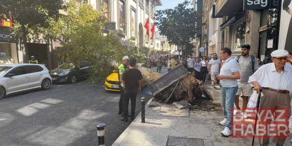 Şişli’de ağaç devrildi; yol trafiğe kapandı