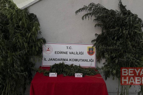 Kamu arazisinde yetiştirdiği Hint kenevirlerini sularken yakalandı