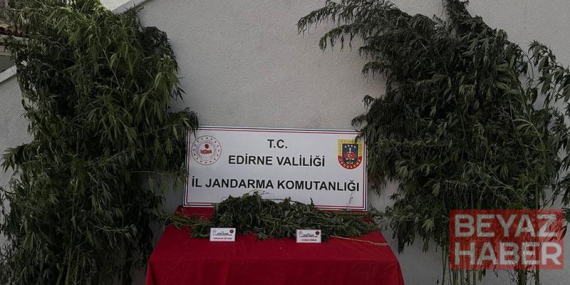 Kamu arazisinde yetiştirdiği Hint kenevirlerini sularken yakalandı
